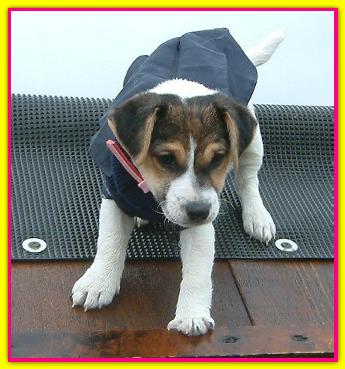 Namu, Jack Russell