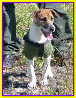 Napa, Jack Russell