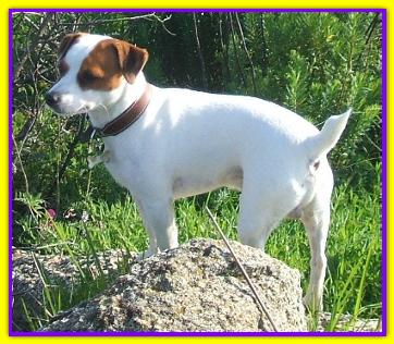Nelson, Jack Russell