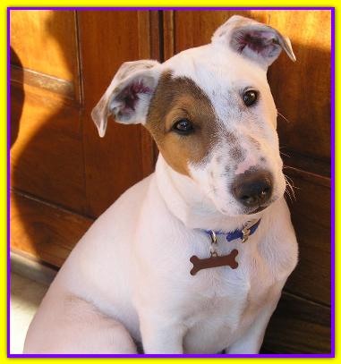 Nelson, Jack Russell
