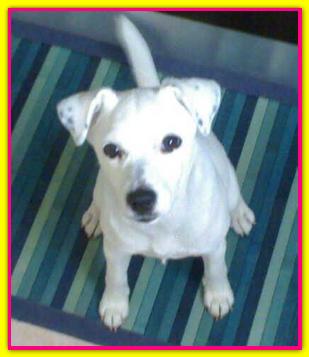 Neve, Jack Russell