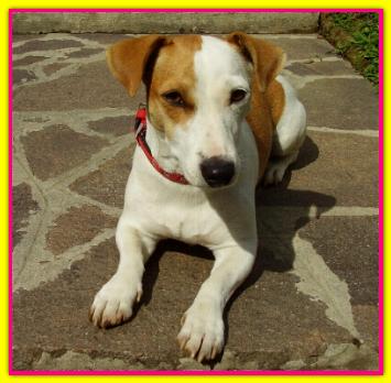 Nikita, Jack Russell