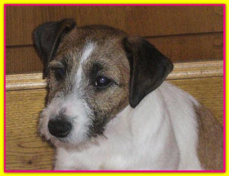 Noel, Jack Russell