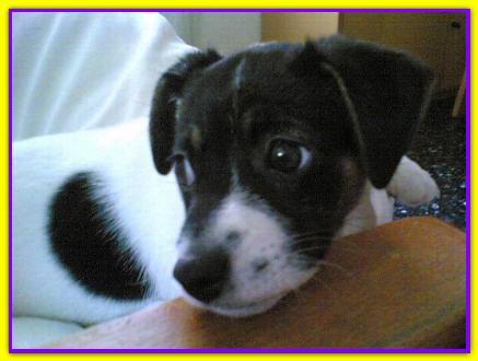 Oliver, Jack Russell