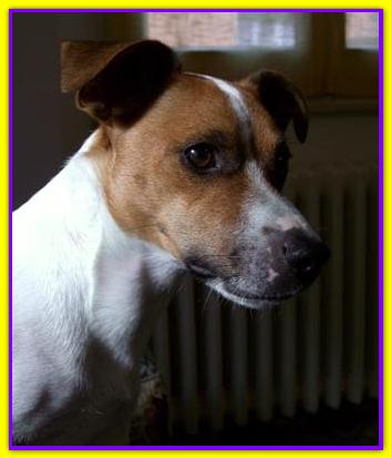 Oliver, Jack Russell