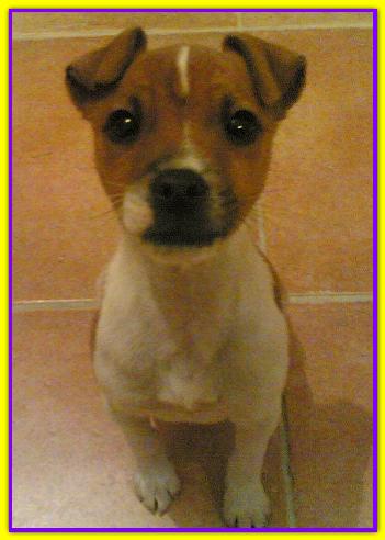 Orazio, Jack Russell
