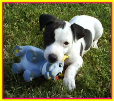 Ottavia, Jack Russell