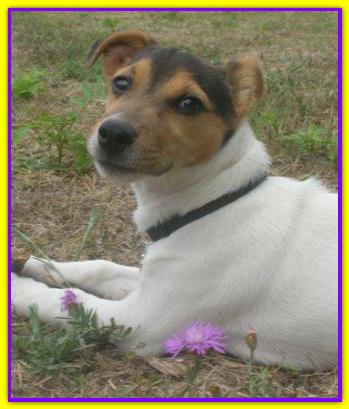 Paco, Jack Russell