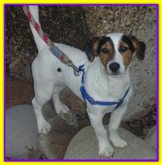 Paco, Jack Russell
