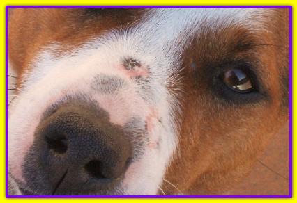 Pakito, Jack Russell