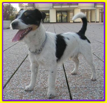 Parsifal, Jack Russell