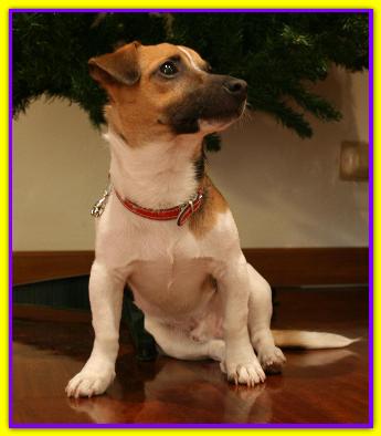 Paulie, Jack Russell