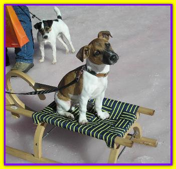 Pepe, Jack Russell