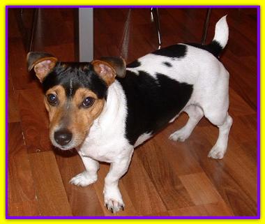 Pepe, Jack Russell