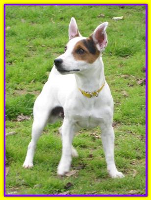 Pepe, Jack Russell