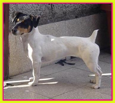 Pepita, Jack Russell