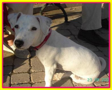 Peppa, Jack Russell