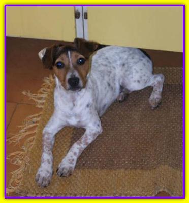 Pilo, Jack Russell