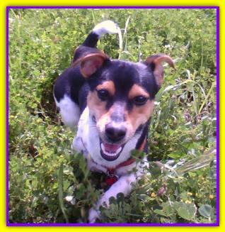 Pippo, Jack Russell