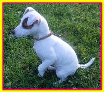 Polly, Jack Russell