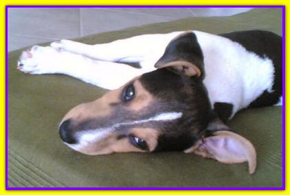 Poncho, Jack Russell