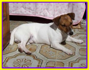 Raul, Jack Russell