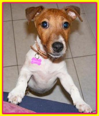 Remy, Jack Russell