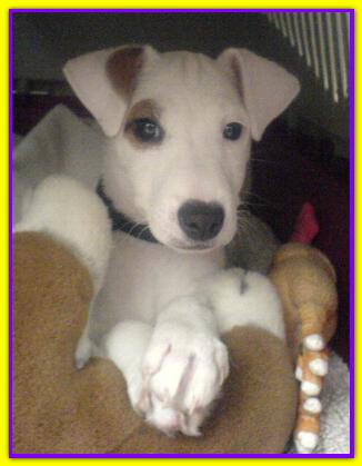 Rocco di Montegentile, Jack Russell