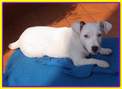 Romeo, Jack Russell
