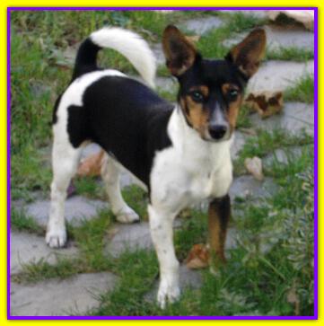 Rommy, Jack Russell