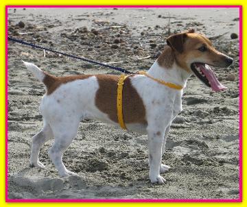 Rosetender, Jack Russell