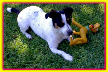 Roxi, Jack Russell