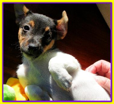 Ryan, Jack Russell