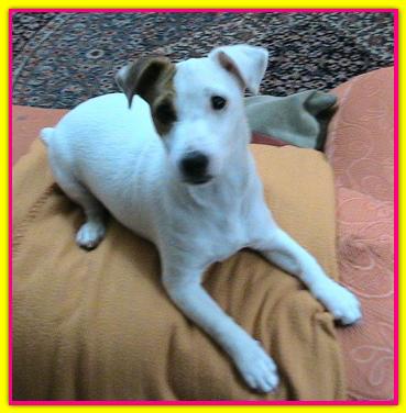 Sally, Jack Russell