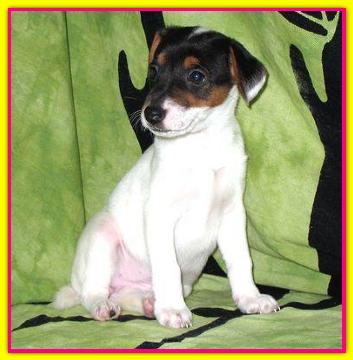 Sally, Jack Russell