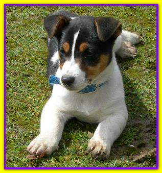Sam, Jack Russell