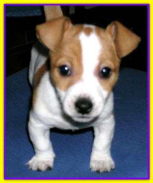 Sansone, Jack Russell