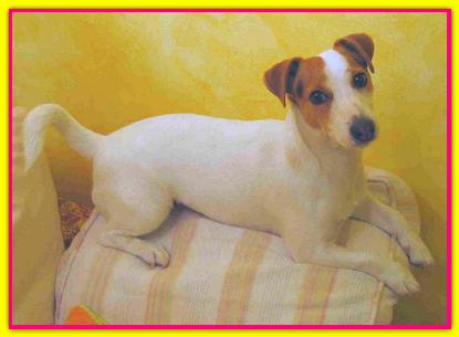 Scilla, Jack Russell