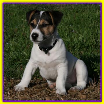 Seed, Jack Russell