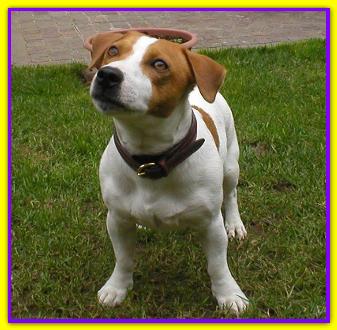Seneca, Jack Russell
