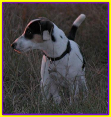 Sgass, Jack Russell