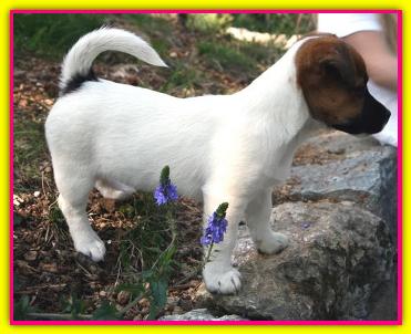 Shannon, Jack Russell