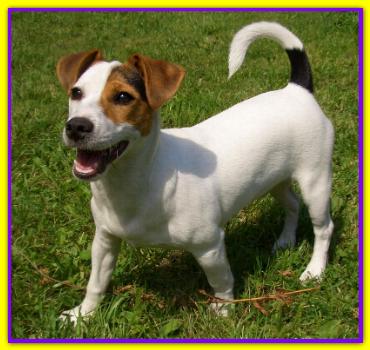 Sid, Jack Russell