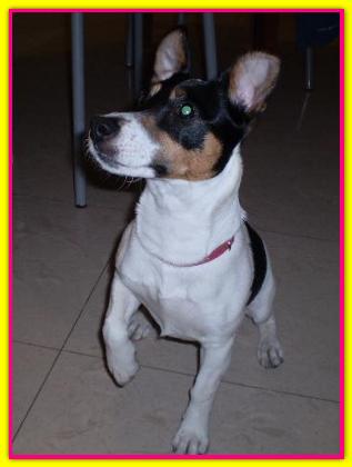 Siria, Jack Russell