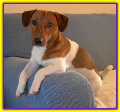 Siro, Jack Russell