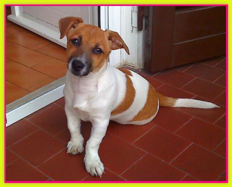 Sissi, Jack Russell