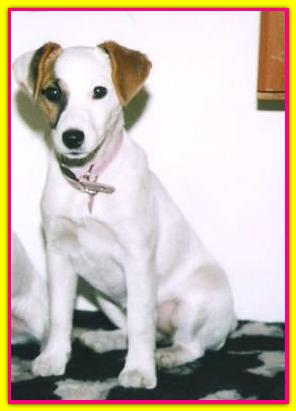 Siv�. Jack Russell