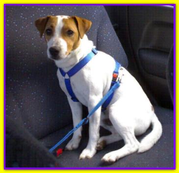 Smack, Jack Russell