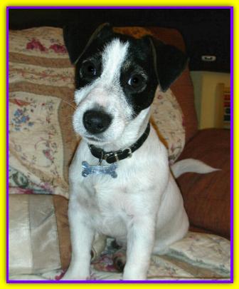 Snoopy, Jack Russell
