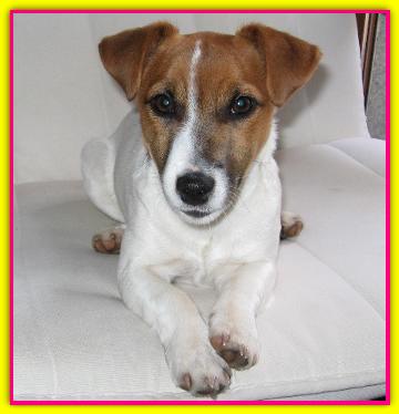 Sophie, Jack Russell